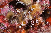 Thor amboinensis-Maldives Bathalaa thila-8m-20240423-da-DSC_6078_tn